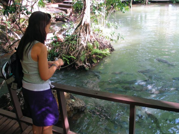 feeding carp