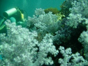 corals in Anemone reef