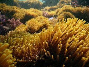 Anemone Reef