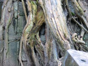buddha face between strangler fig tree