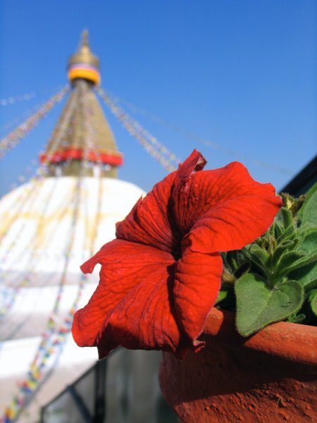 flower at Bouddhanath