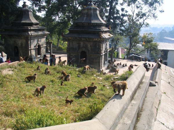 monkeys at Pashupati area