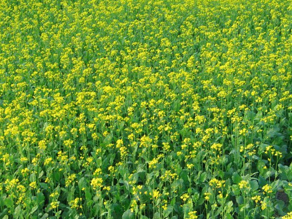 mustard field in chitwan