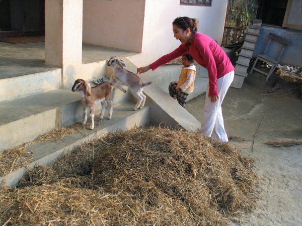 goats at chitwan