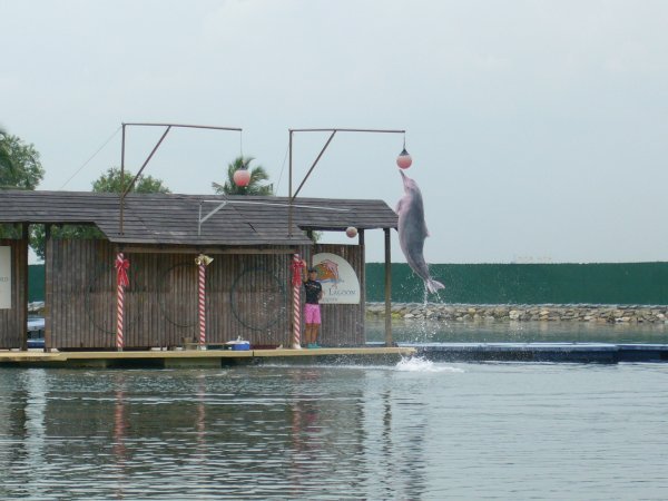 dolphins show in Sentosa