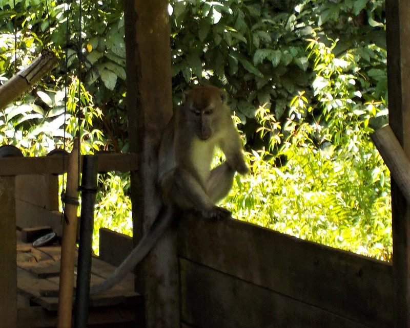 Macaque monkey, missing his left paw