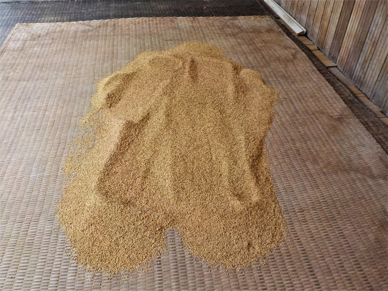 Rice being spread out to dry