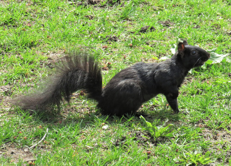 Black Squirrel. First glimpse of Canadian wildlife.