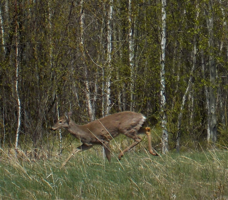 Red deer, Manitoba