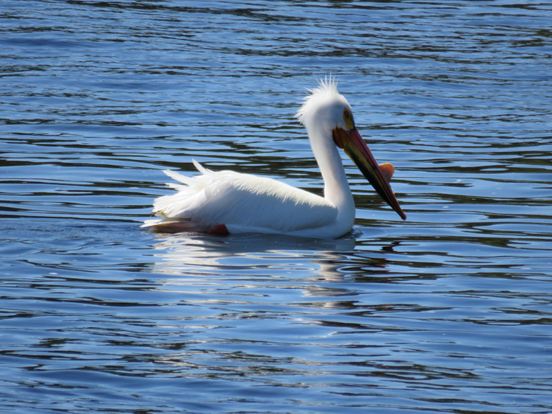 Pelican on the Lake of the Woods, Ontario