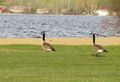 Canadian Geese by Falcon Lake, Manitoba