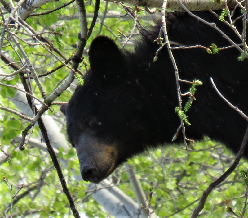 Black Bear in a Silver Birch