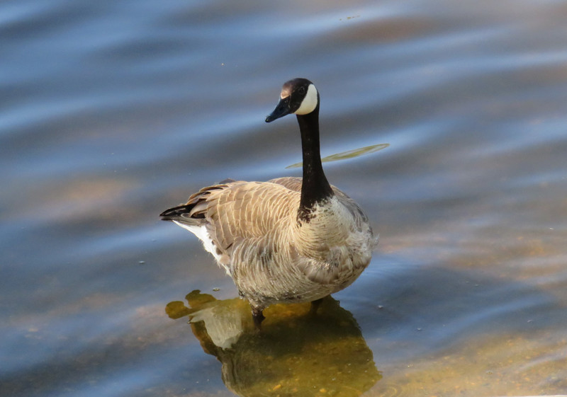 Canadian Goose: Shame there is a fire ban!