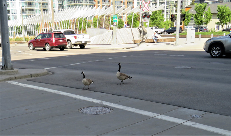 Traffic stops for Canadian geese to cross!