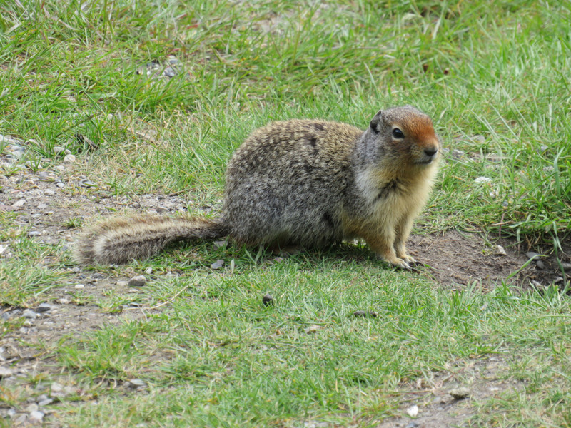 Ground squirrel, Johnson Lake