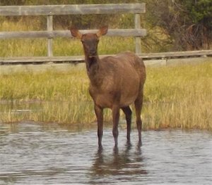 Elk Cow paddling in Policeman Creek,, Canmore, Alberta