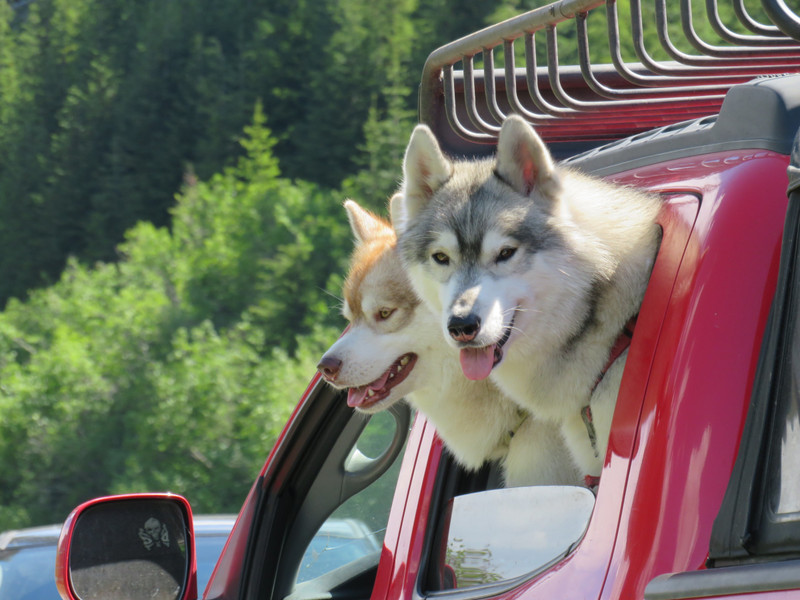 Huskies in a pick-up truck