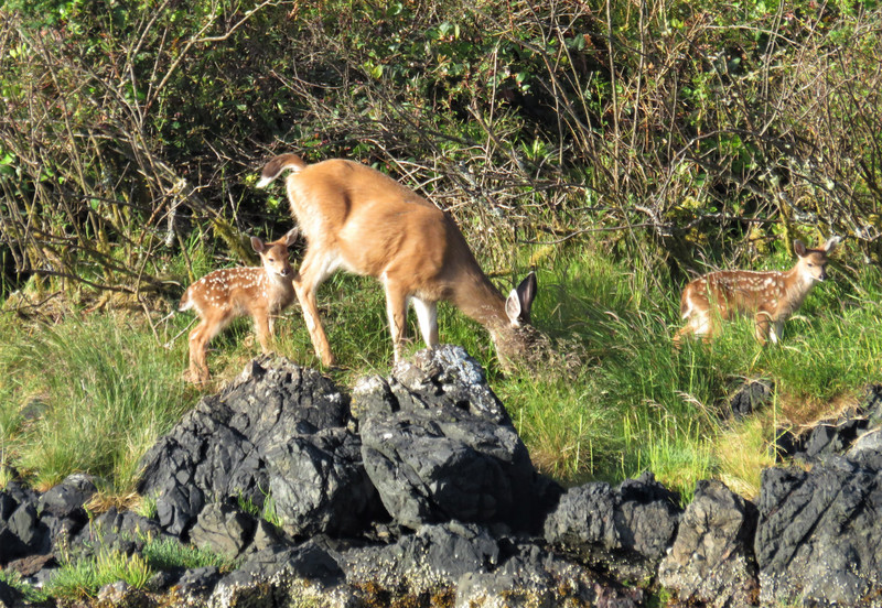 Black-tailed deer with two kids