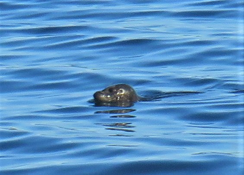 Seal in the harbour