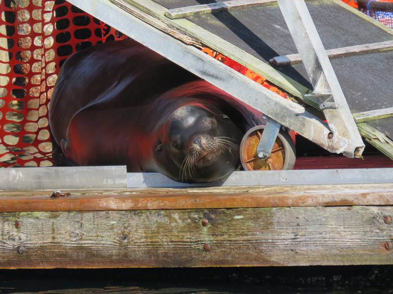 Sea lion asleep on the dock