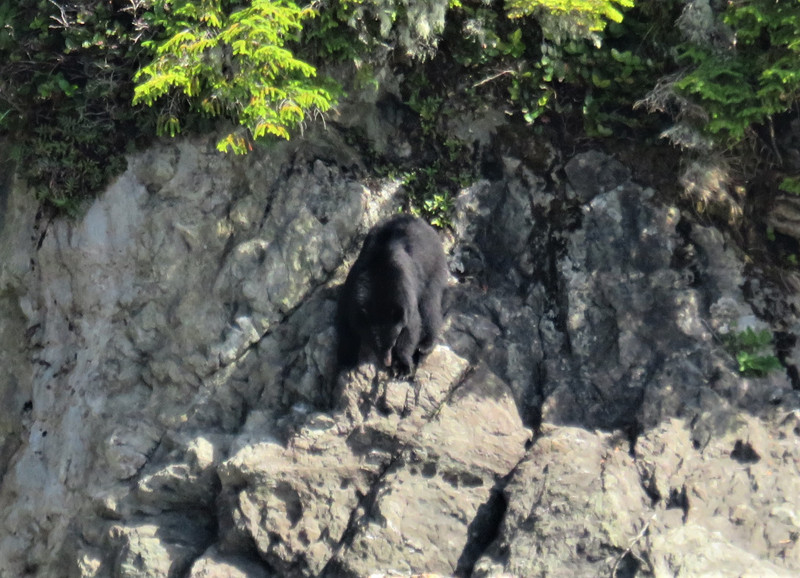 Black bear on the rocks