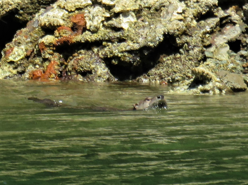 River otter