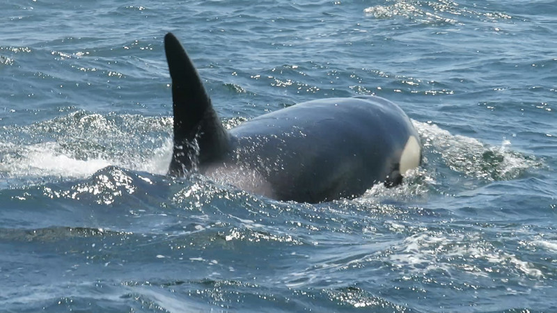 Female Orca just 2 metres from our Zodiac...