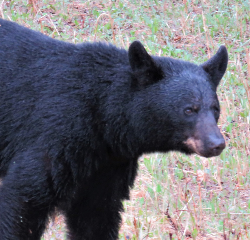 OUR CANADIAN BIG FIVE; Black Bear