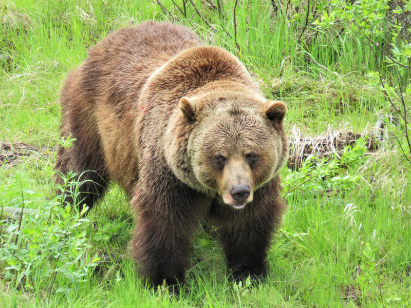 OUR CANADIAN BIG FIVE; Grizzly Bear