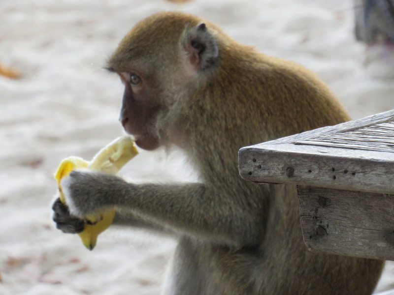Our monkey neighbour eating his stolen lunch