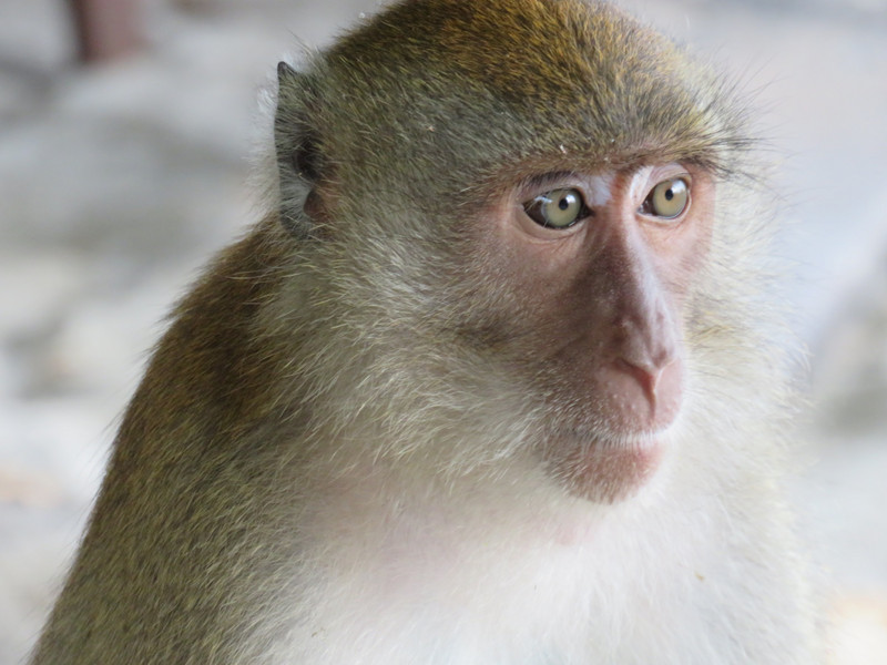 Macaque monkey on Pan Beach