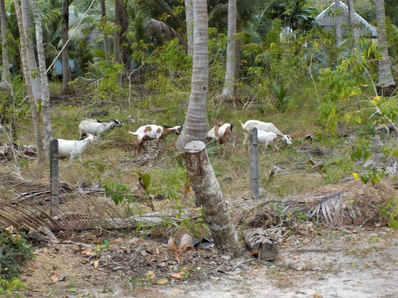 Goats in the garden
