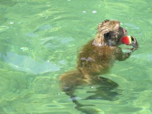 Macaque swimming