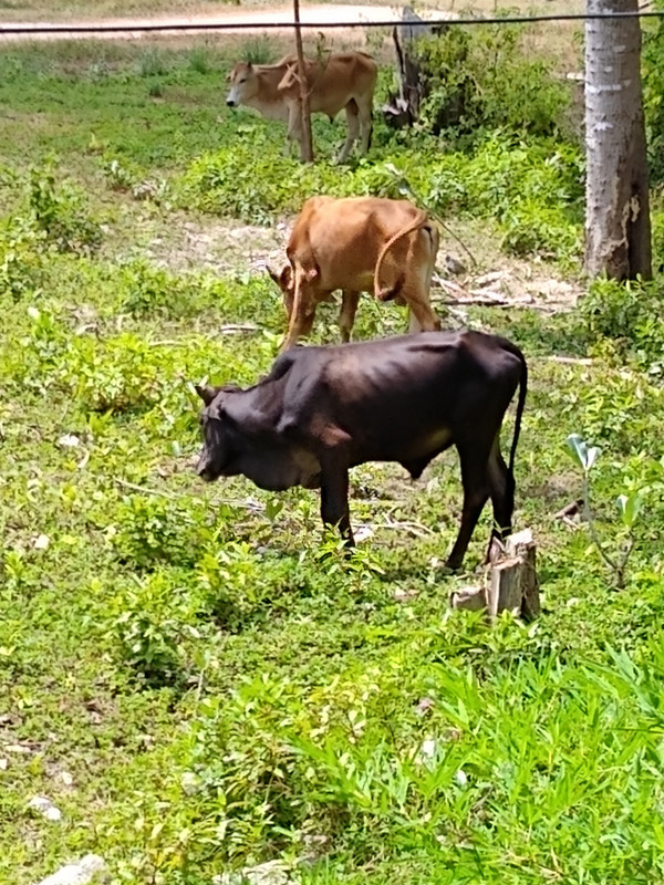Water buffalo behind our bungalow