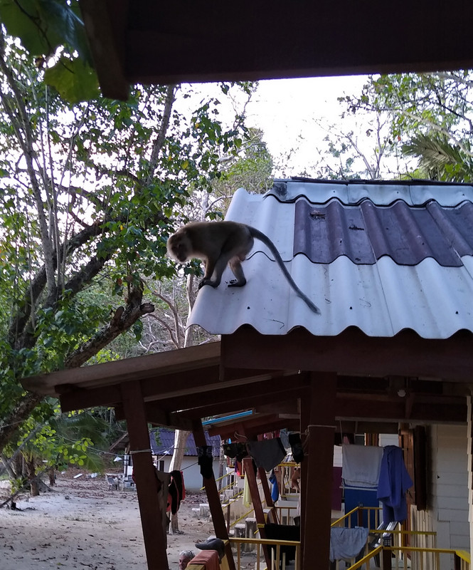 Macaque on the roof next door
