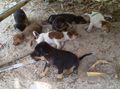 Coco Lodge's latest litter of puppies, under the gazebo deck