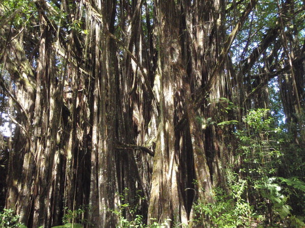 Banyan tree