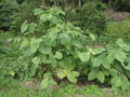 Kava plants