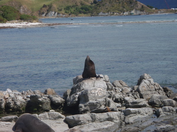 Sunbathing seal