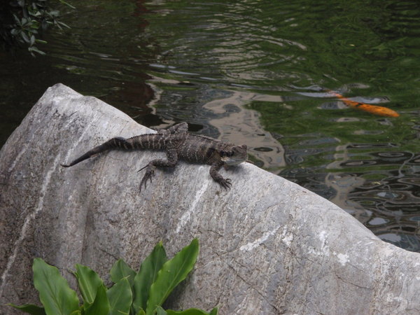Water lizard