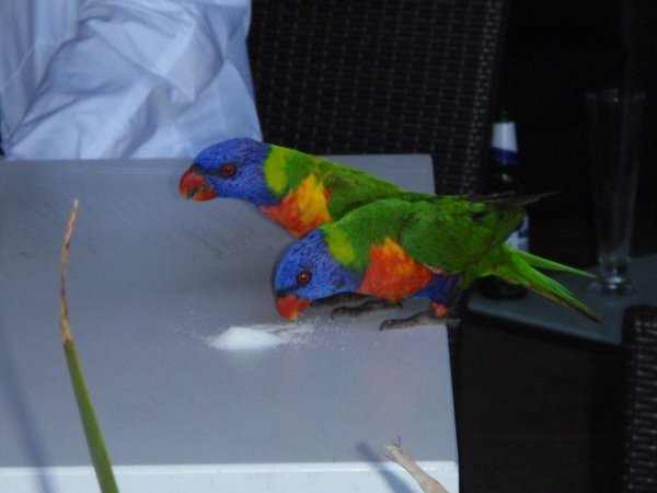 Sweet-toothed colourful parrots