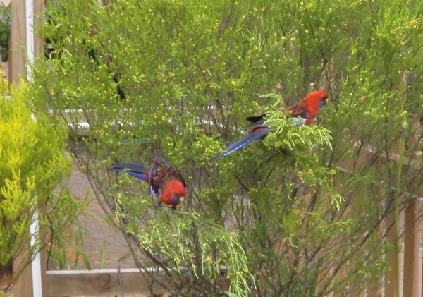 Parrots in the garden