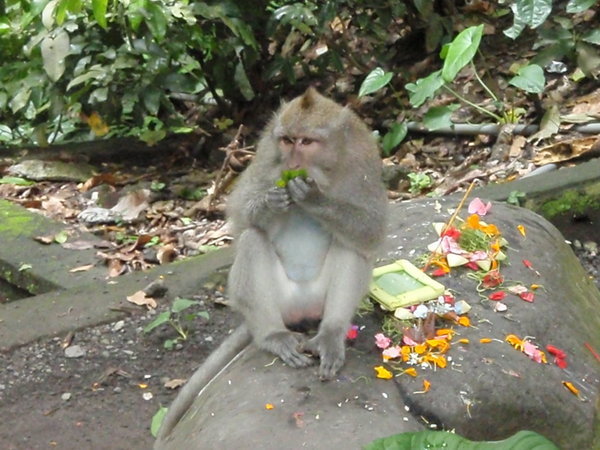 Monkeys trashing the holy offerings