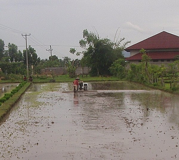 Ploughing paddy fields