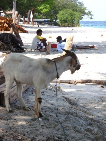 Goat on the beach