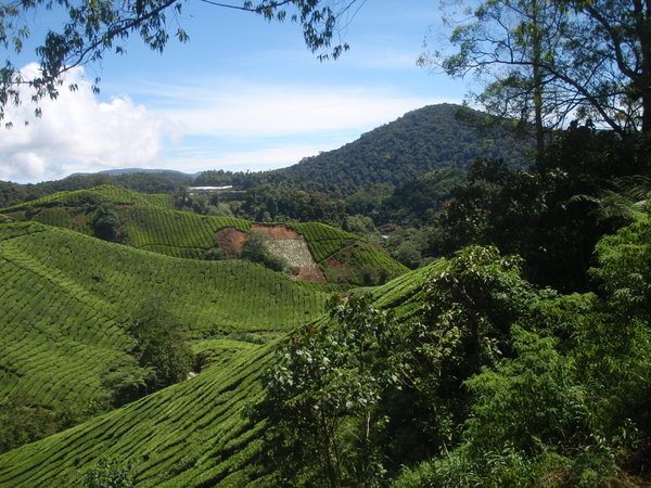 The BOH tea plantation