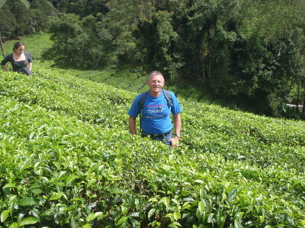 John amongst the tea bushes