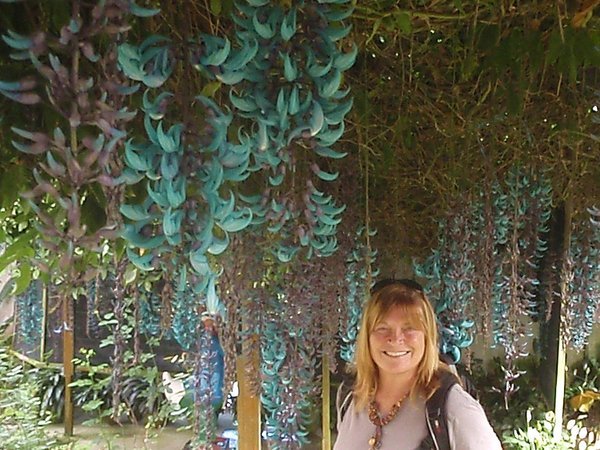 Huge hanging Orchids
