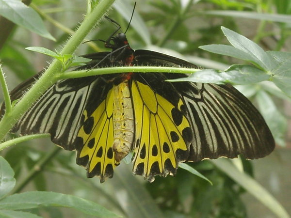 Very large butterfly