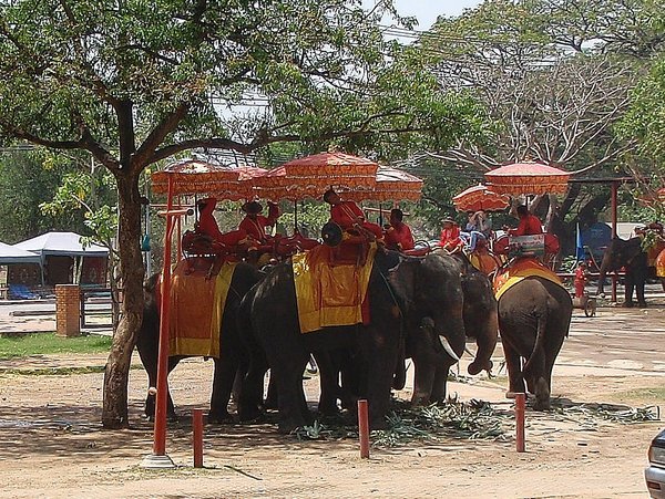 Regal elephants
